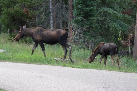 A moose cow and calf