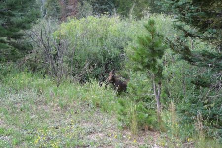 A moose is loose