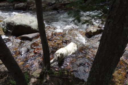Cool Dog