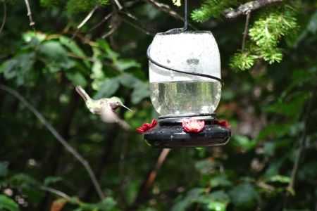 Hummingbird at the feeder