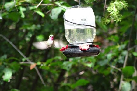 Male hummingbird at feeder