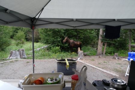Moose looking for breakfast.