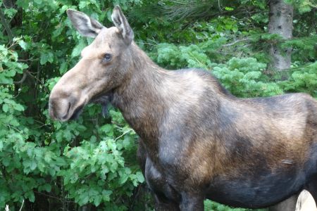 Moose profile
